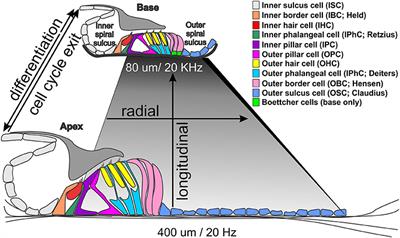 Intracellular Regulome Variability Along the Organ of Corti: Evidence, Approaches, Challenges, and Perspective